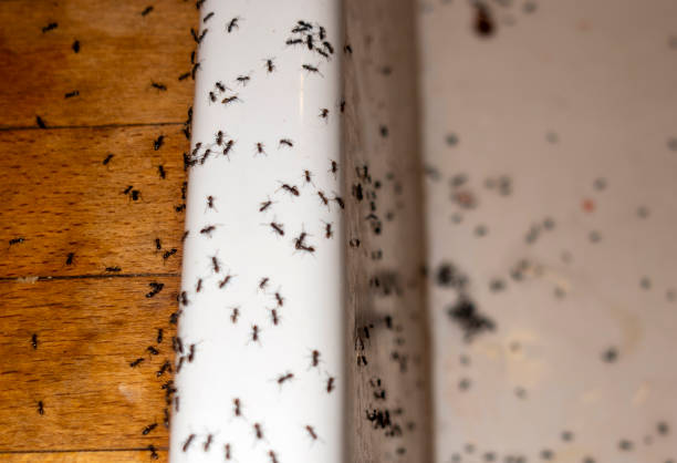 Pest Prevention Services in Potomac Heights, MD