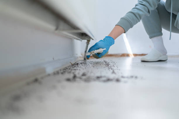 Best Termite Control Services  in Potomac Heights, MD